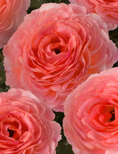Load image into Gallery viewer, Ranunculus Romance "Nohant" - Terrace Garden France