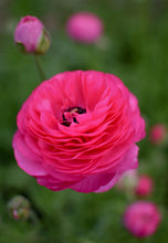 Load image into Gallery viewer, Ranunculus Amandine "Bonbon" - Terrace Garden France