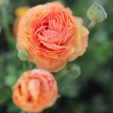 Load image into Gallery viewer, Ranunculus Amandine "Salmon" - Terrace Garden France