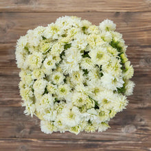 Load image into Gallery viewer, Anemone Fullstar White - Terrace Garden France