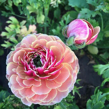 Load image into Gallery viewer, Ranunculus Amandine "Porceline" - Terrace Garden France