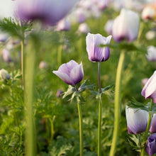 Load image into Gallery viewer, Anemone Jerusalem Blue-White - Terrace Garden France