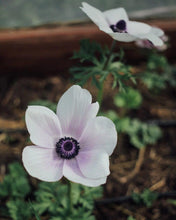 Load image into Gallery viewer, Anemone Jerusalem Blue-White - Terrace Garden France