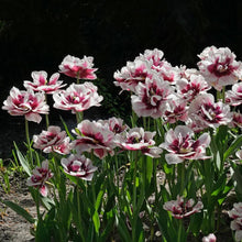 Load image into Gallery viewer, Tulip Pistache - Terrace Garden France