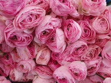 Load image into Gallery viewer, Ranunculus Romance "Maillane" - Terrace Garden France