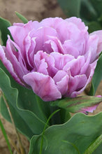 Load image into Gallery viewer, Tulip Katinka - Terrace Garden France