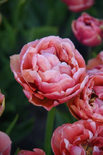 Load image into Gallery viewer, Tulip Pink Treasure - Terrace Garden France
