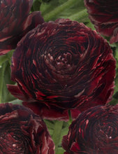 Load image into Gallery viewer, Ranunculus Romance "Perigord" - Terrace Garden France