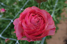 Load image into Gallery viewer, Ranunculus Romance "Nohant" - Terrace Garden France