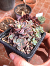 Load image into Gallery viewer, Echeveria cv Rezry - Terrace Garden France