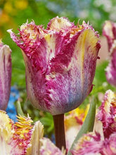 Load image into Gallery viewer, Tulip Color Fusion - Terrace Garden France