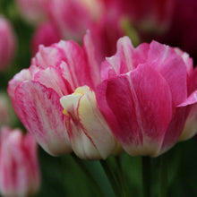 Load image into Gallery viewer, Tulip Dream Club - Terrace Garden France
