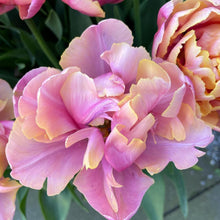 Load image into Gallery viewer, Tulip Pink Star - Terrace Garden France