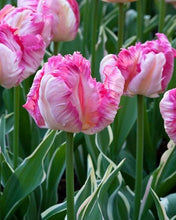 Load image into Gallery viewer, Tulip Silver Parrot - Terrace Garden France
