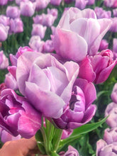 Load image into Gallery viewer, Tulip Blue Heaven - Terrace Garden France