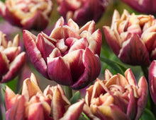 Load image into Gallery viewer, Tulip Wyndham - Terrace Garden France