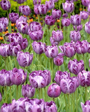 Load image into Gallery viewer, Tulip Columbine - Terrace Garden France