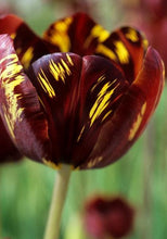Load image into Gallery viewer, Tulip Absalon - Terrace Garden France