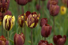 Load image into Gallery viewer, Tulip Absalon - Terrace Garden France