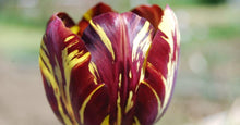 Load image into Gallery viewer, Tulip Absalon - Terrace Garden France