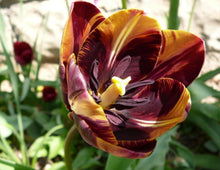 Load image into Gallery viewer, Tulip Absalon - Terrace Garden France