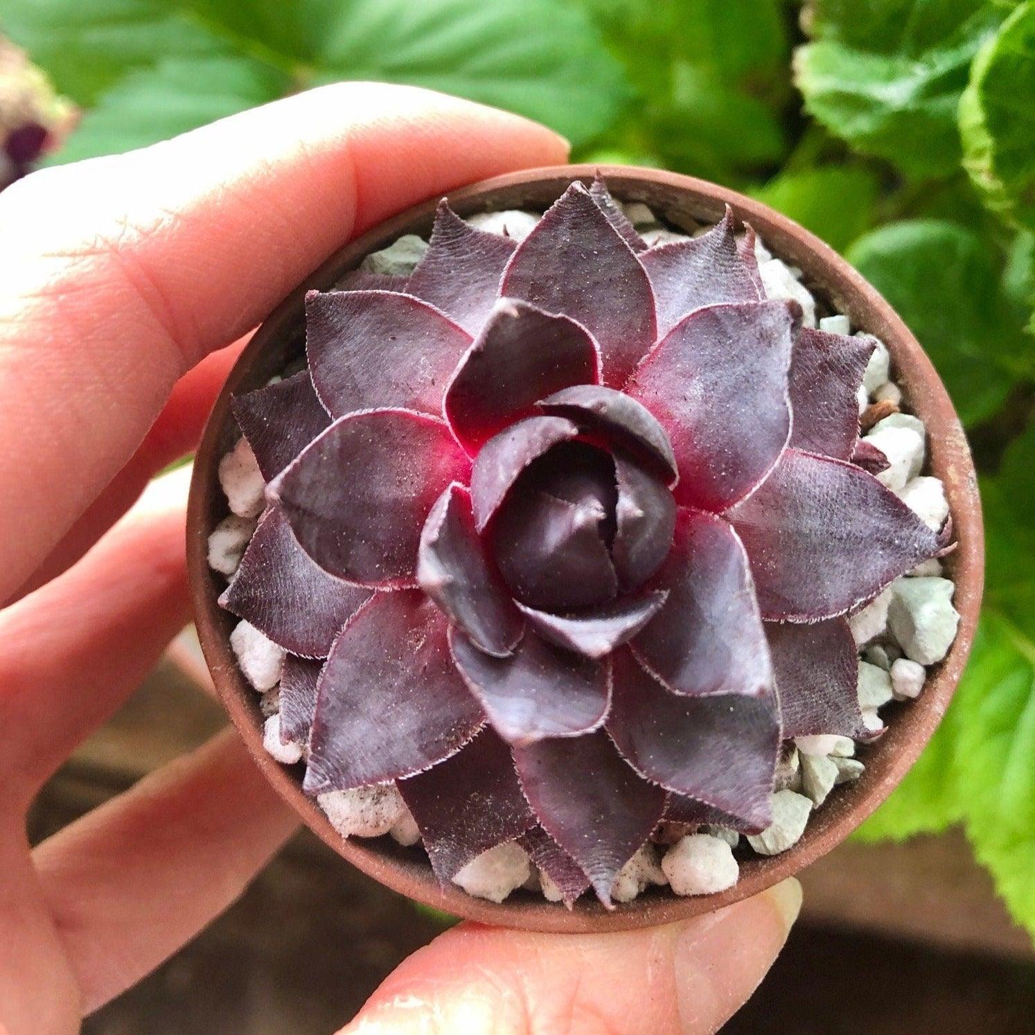 dark purple succulents Sempervivum "Purple"
