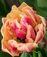 Load image into Gallery viewer, Tulip Verona Sunrise - Terrace Garden France