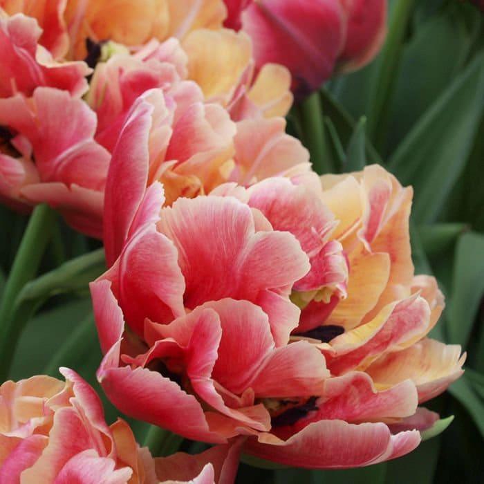 Tulip Double Early Verona Sunrise Bulbs Double Late Peony flowering tulip-double-early-verona-sunrise-bulbs-double-late-peony-flowering