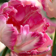 Load image into Gallery viewer, Tulip Silver Parrot - Terrace Garden France