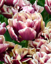 Load image into Gallery viewer, Tulip Wyndham - Terrace Garden France