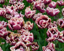 Load image into Gallery viewer, Tulip Wyndham - Terrace Garden France
