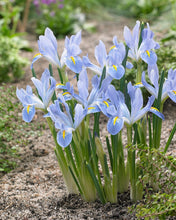 Load image into Gallery viewer, Iris Reticulata &quot;Blue Planet&quot;

