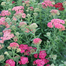 Load image into Gallery viewer, Yarrow "Summer Berries"