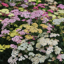 Load image into Gallery viewer, Yarrow "Summer Pastels"