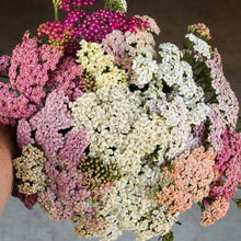 Load image into Gallery viewer, Yarrow "Summer Pastels"