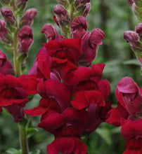 Load image into Gallery viewer, Snapdragon "Potomac Crimson"