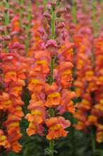 Load image into Gallery viewer, Snapdragon "Potomac Dark Orange"