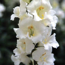 Load image into Gallery viewer, Snapdragon "Twinny White"