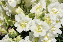 Load image into Gallery viewer, Snapdragon "Twinny White"