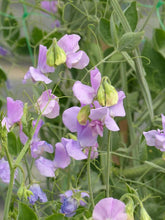 Load image into Gallery viewer, Sweet Pea "Winter Sunshine - Mauve"