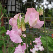 Load image into Gallery viewer, Sweet Pea "Winter Sunshine - Pink"