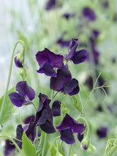 Load image into Gallery viewer, Sweet Pea "Winter Sunshine - Navy"