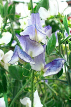 Load image into Gallery viewer, Sweet Pea "Spencer Blue Ripple"
