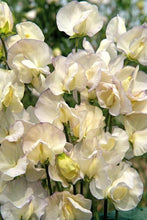 Load image into Gallery viewer, Sweet Pea "Spencer Old Times"