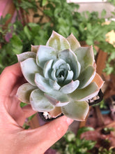 Load image into Gallery viewer, Sedum Suavolens