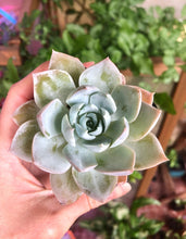 Load image into Gallery viewer, Sedum Suavolens