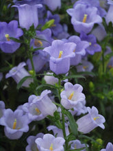 Load image into Gallery viewer, Canterbury Bells "Champion Lavender"