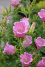 Load image into Gallery viewer, Canterbury Bells "Champion Pink"