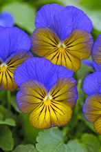 Load image into Gallery viewer, Viola cornuta "Sorbet XP - Morpho"