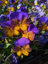 Load image into Gallery viewer, Viola cornuta "Sorbet XP - Morpho"